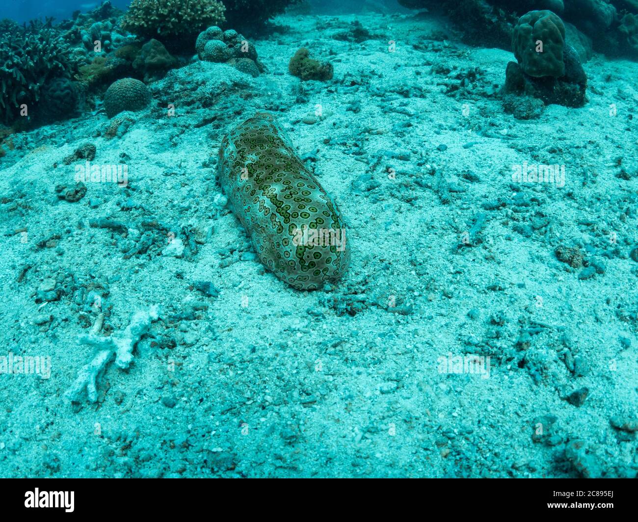 Leopard Sea Cucumber, underwater photo, Philippines. Stock Photo