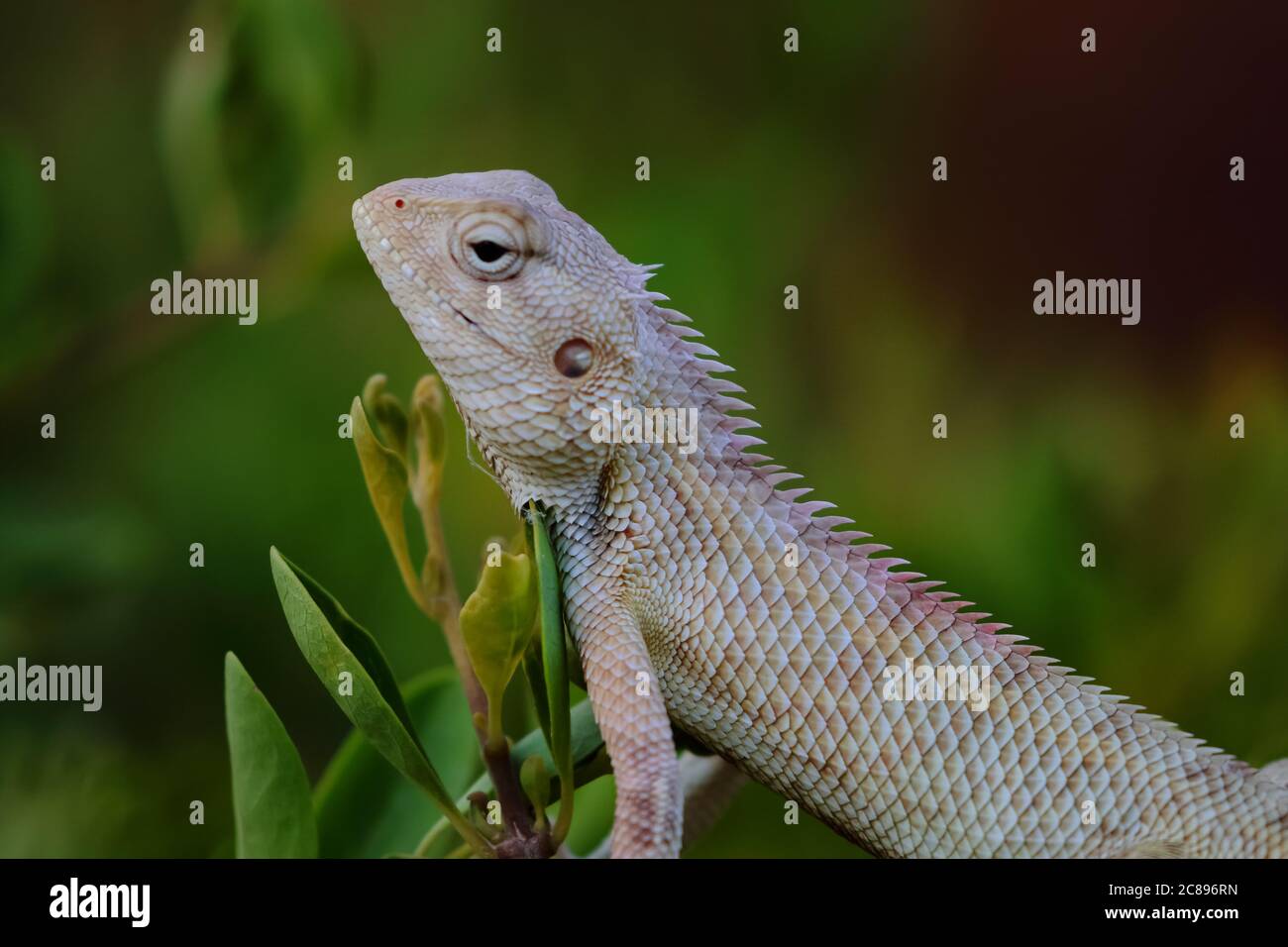 Image of an oriental garden lizard also called eastern garden lizard or bloodsucker or changeable lizard Stock Photo