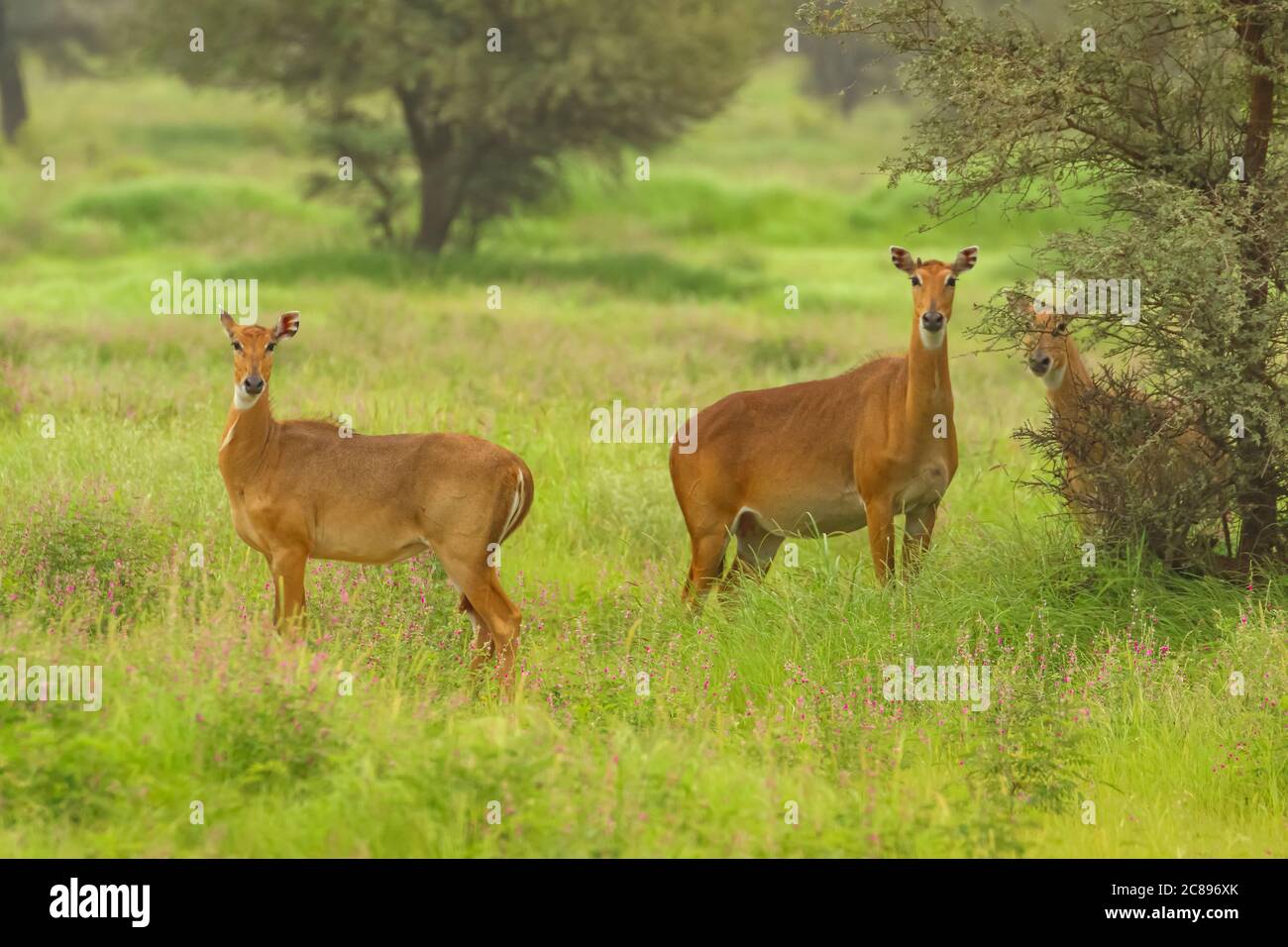 Selective focus photo of a group of Blue bulls also called Nilgai the largest antelope found in Indian subcontinent at Rajasthan India Stock Photo