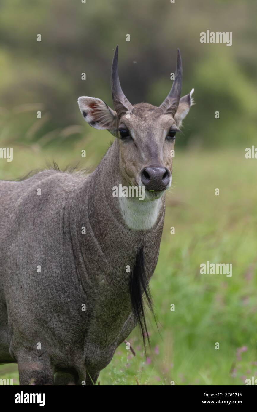 Image of a Blue bull largest antelope in India also called Nilgai standing  in the grassland in forest of Rajasthan India Stock Photo - Alamy
