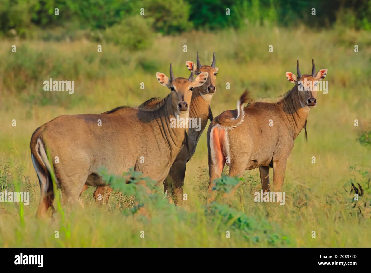 Selective focus photo of a group of Blue bulls also called Nilgai the largest antelope found in Indian subcontinent at Rajasthan India Stock Photo