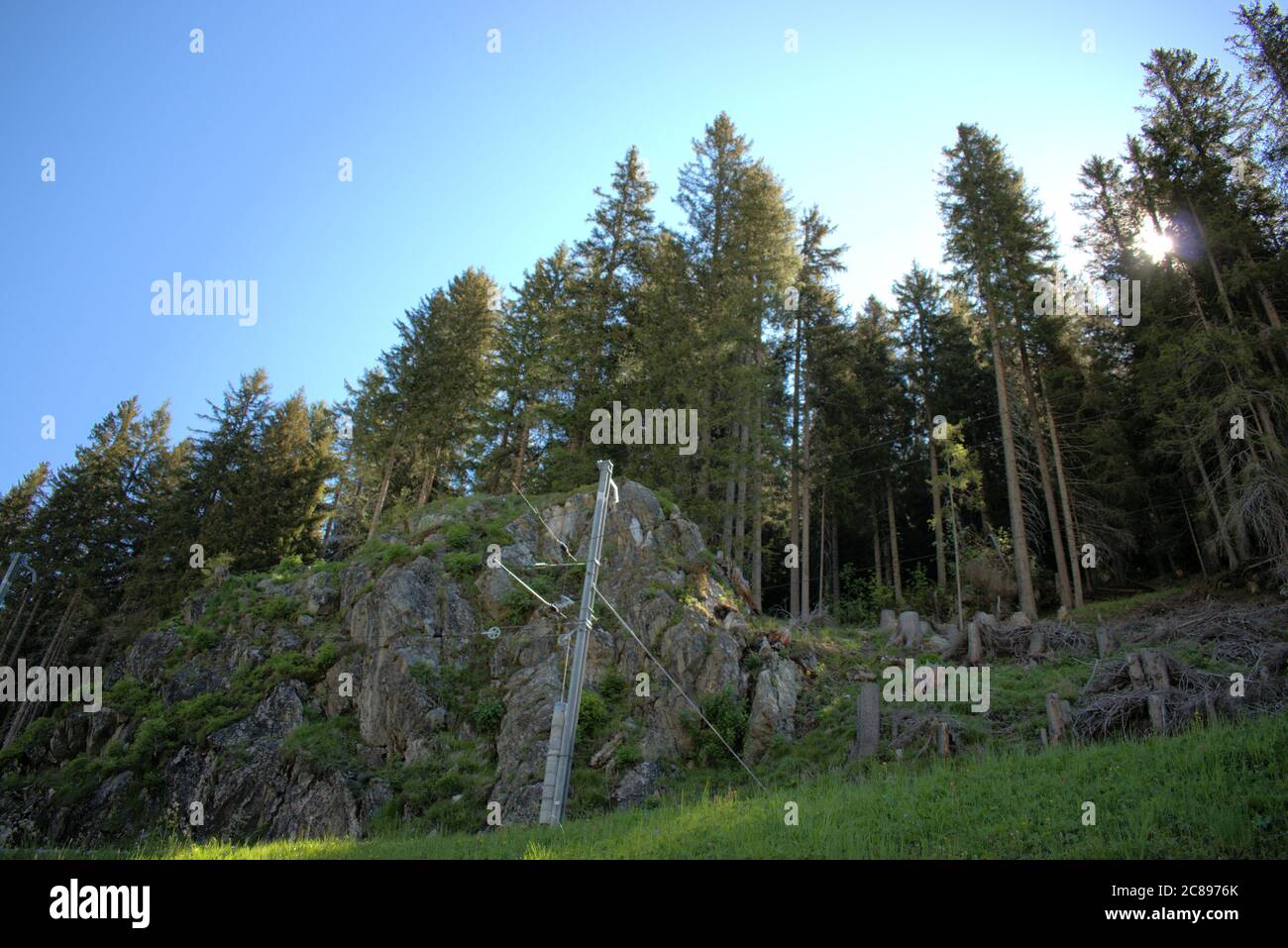 Fir trees rising up into the blue sky in Davos Switzerland Stock Photo
