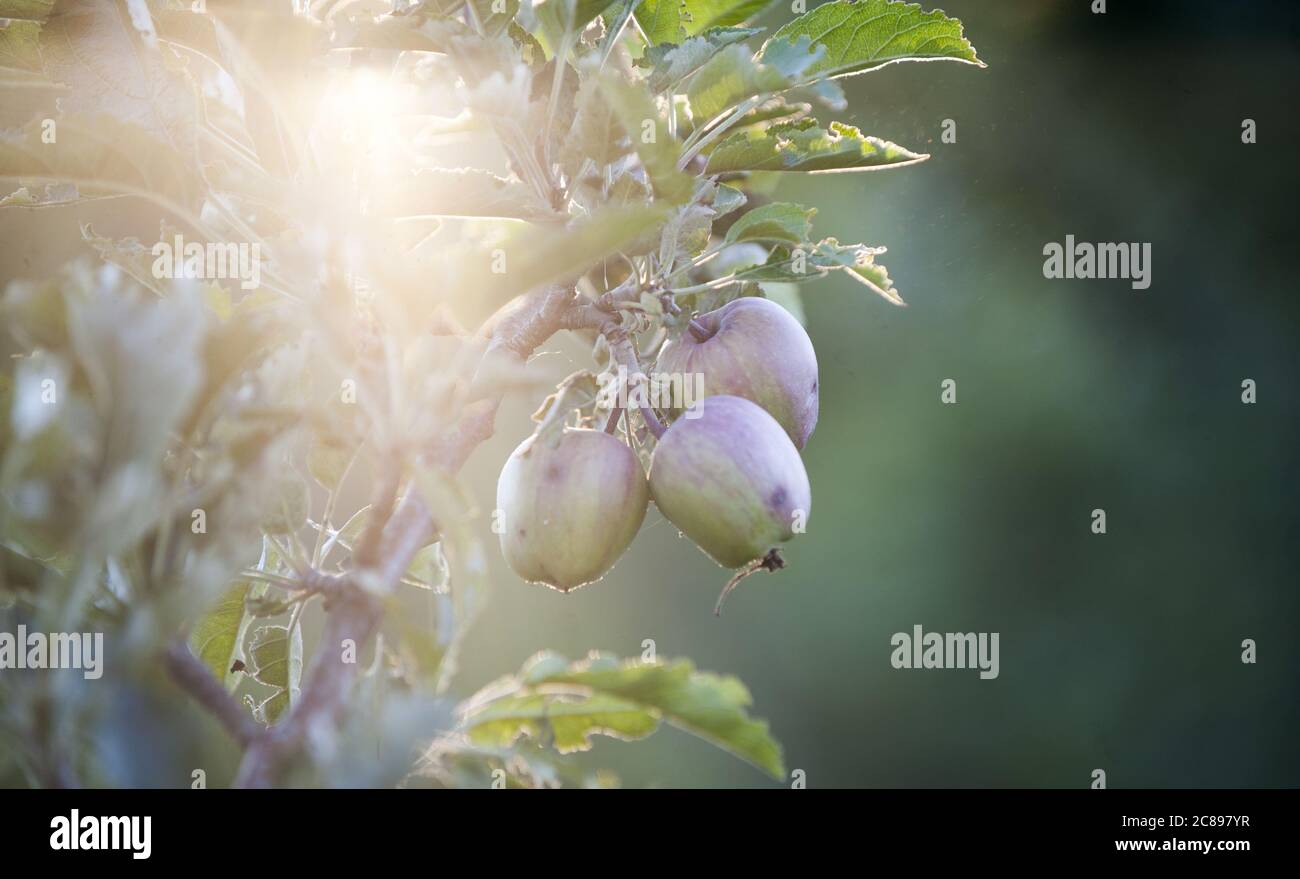 apples on a tree in an orchard in summer Stock Photo - Alamy