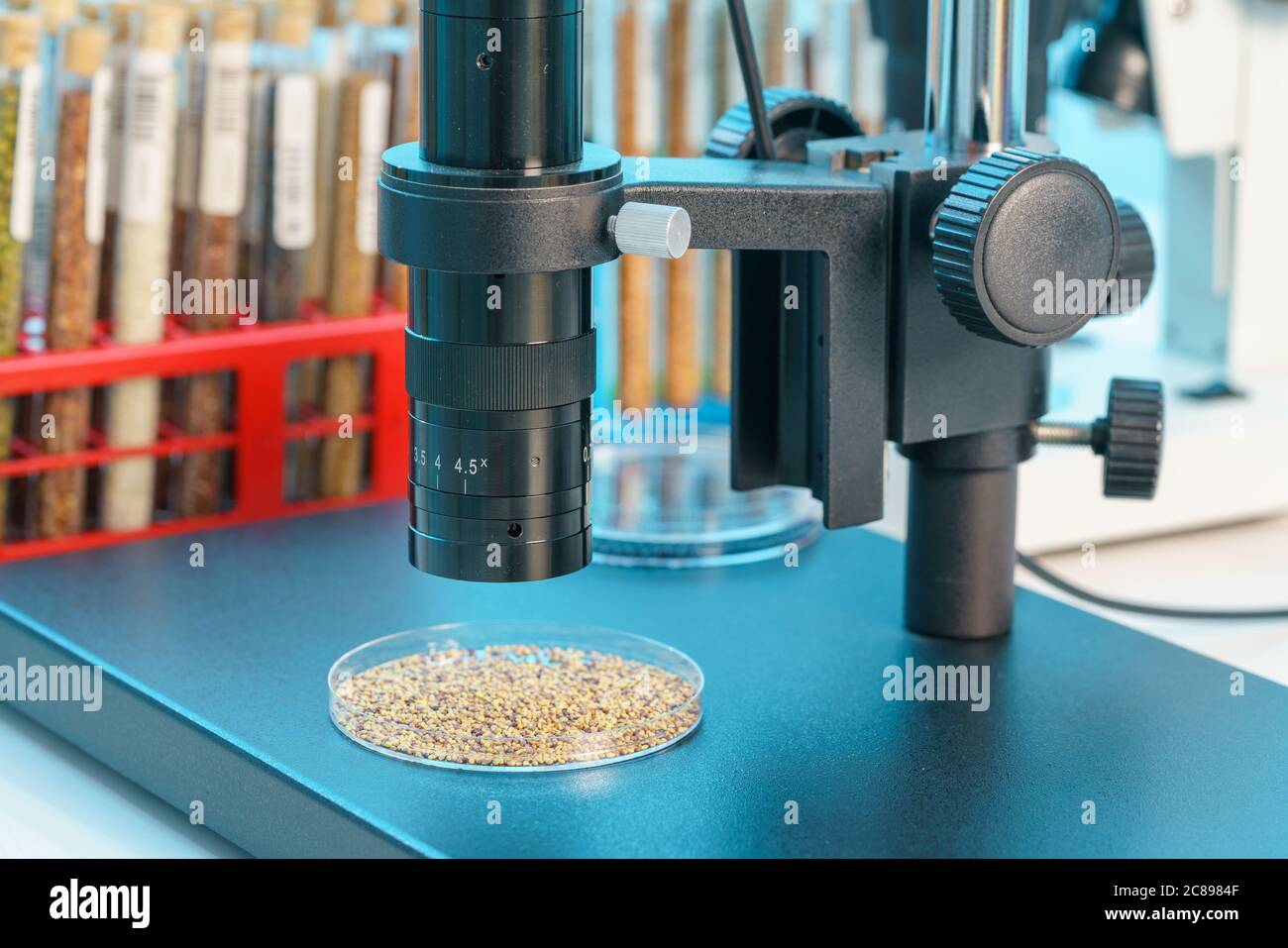 Research Analyzing Agricultural Grains And seeds In The Laboratory