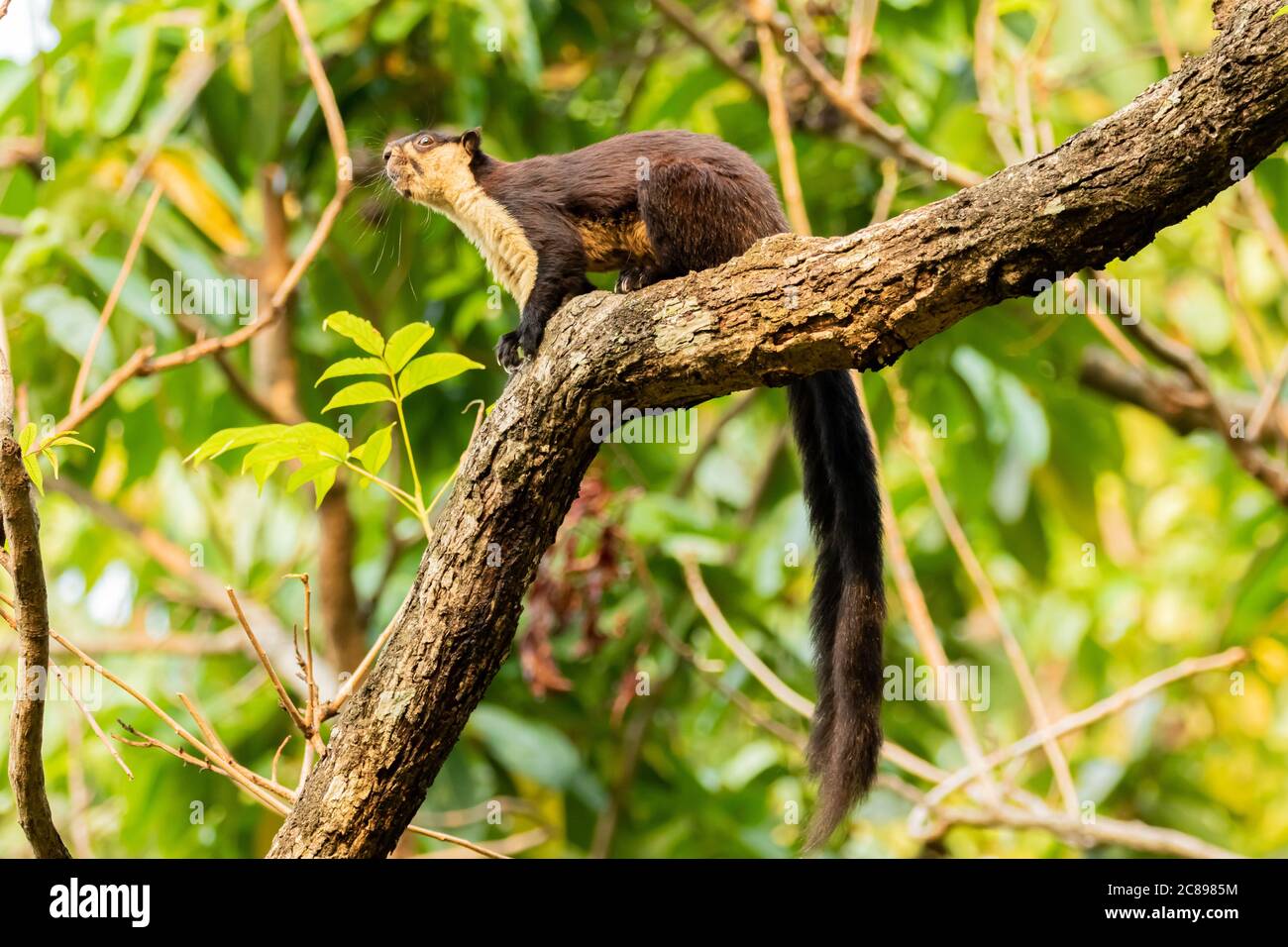 An Indian giant squirrel also known as Malabar squirrel or Giant squirrel siting on a tree branch with its tail hanging and eating nuts Stock Photo