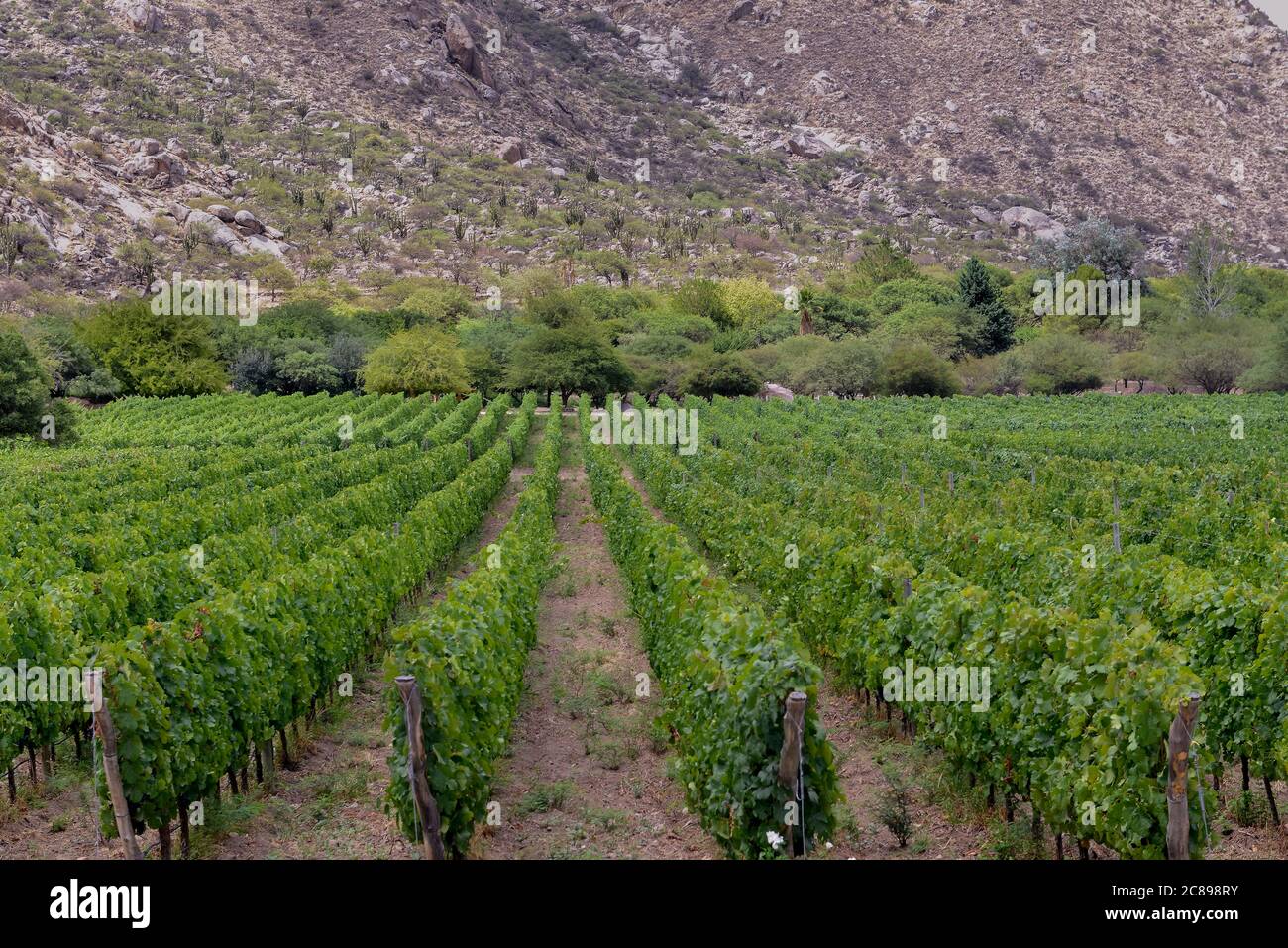 Beautiful view of grapevine rows at a vineyard estate Stock Photo - Alamy
