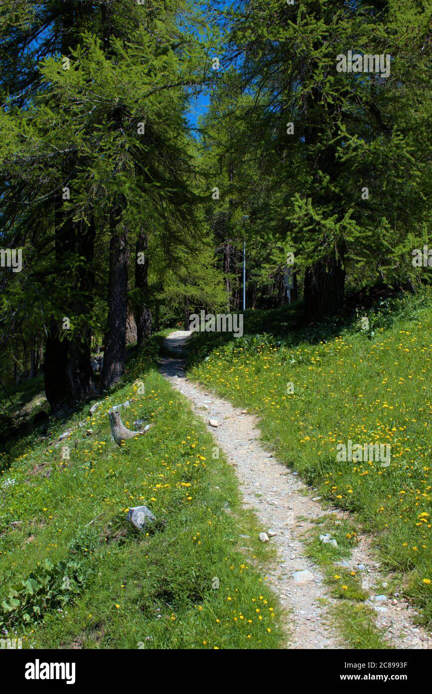 Small walkway leading into the forest of Saint Moritz Stock Photo Alamy