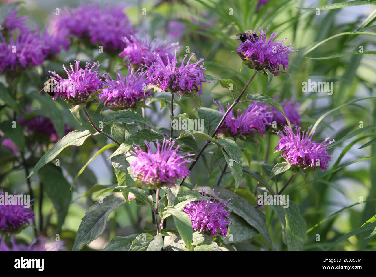 Leaves Of Bee Balm High Resolution Stock Photography And Images Alamy