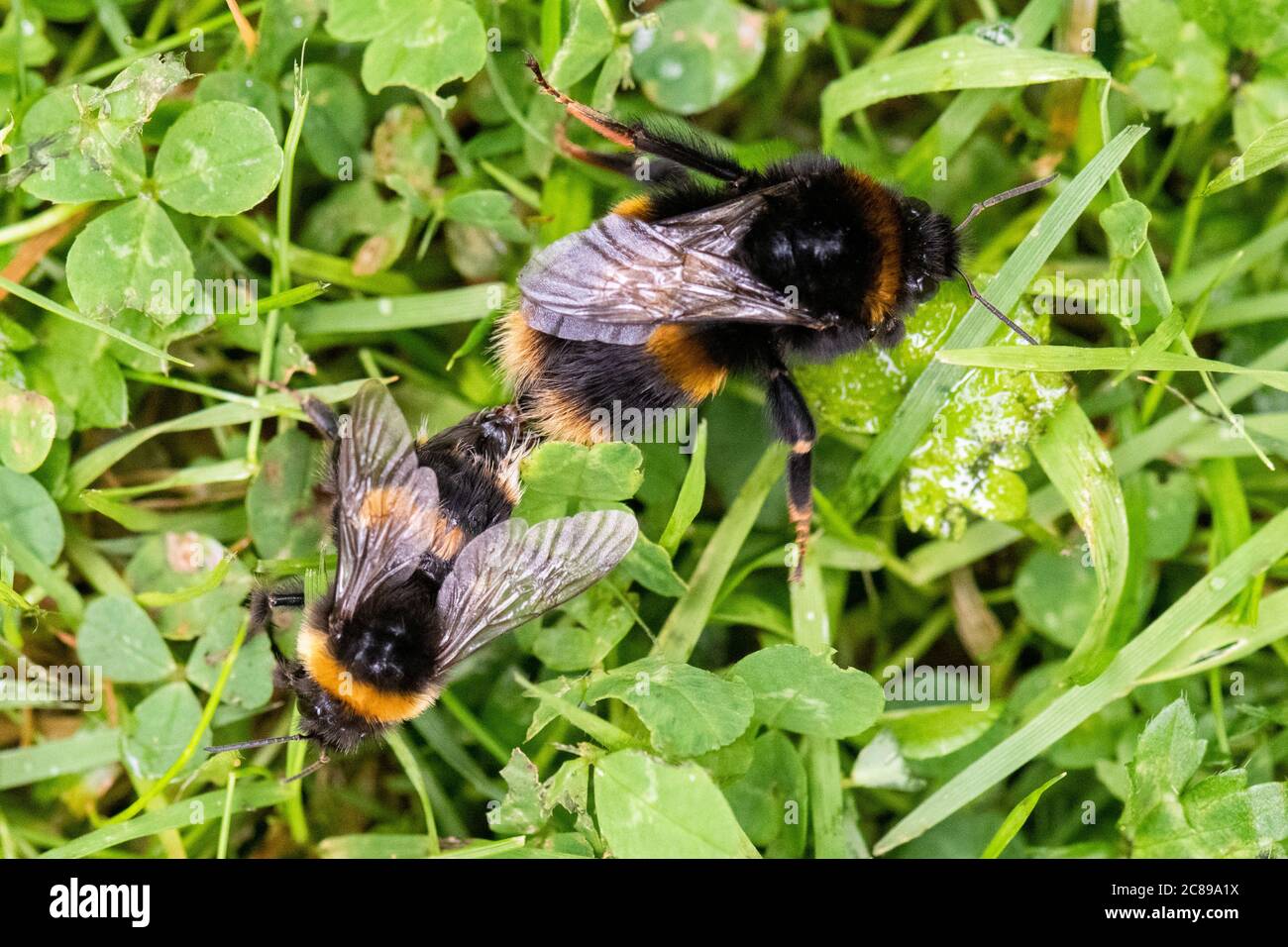 Buff-tailed bumblebees (Bombus terrestris) mating on garden lawn - Scotland, UK Stock Photo
