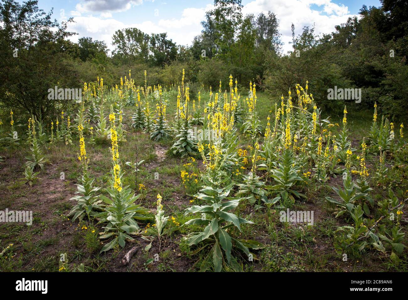 mullein (Verbascum) in the nature reserve Bislicher Insel on the Lower Rhine near Xanten, North Rhine-Westphalia, Germany.  Koenigskerze (Verbascum) i Stock Photo