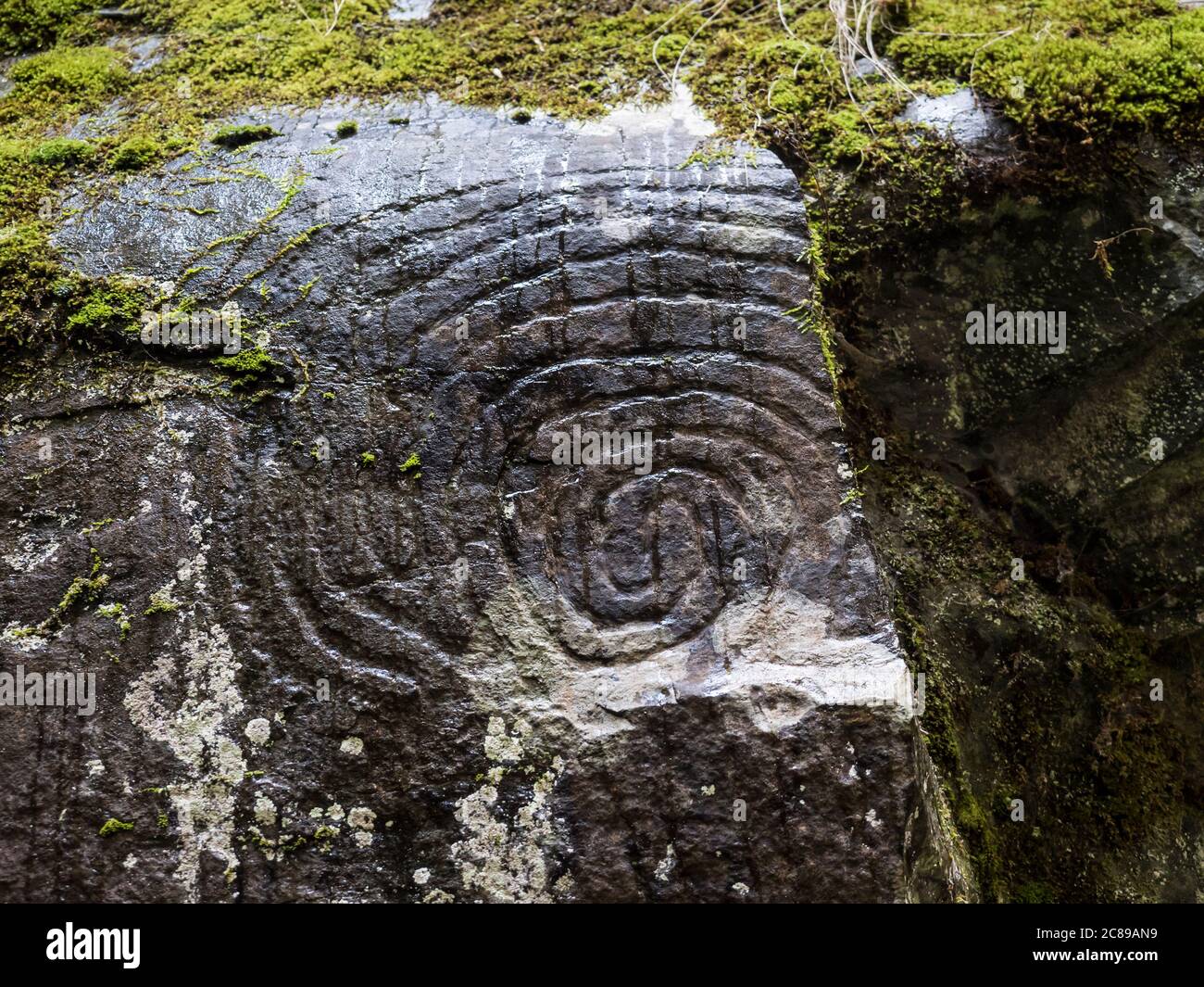 Spiral petroglyph carved in stone in La Zarza nature park archeological site in Laurel forest, laurisilva in the northern part of La Palma, Canary Stock Photo