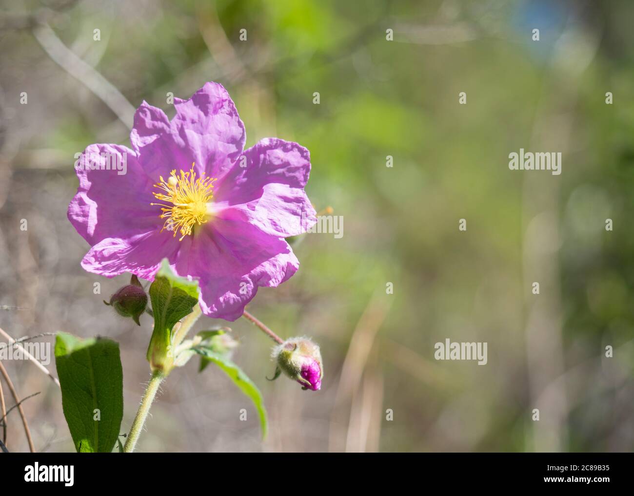 Close-up of pink flower Grey leaved Cistus, Cistus symphytifolius of family Cistaceae. It is endemic to the Canary Islands. Selective focus, copy Stock Photo