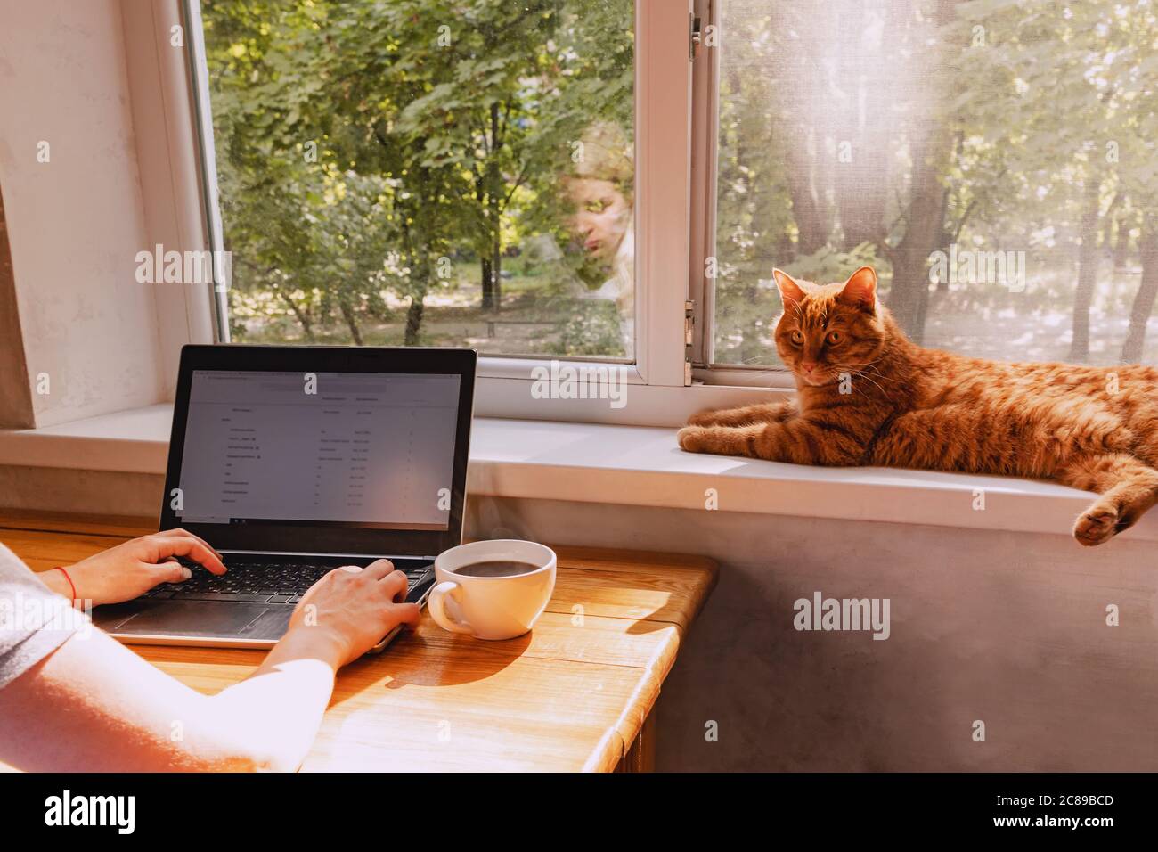 Unrecognizable woman woking at home on her laptop and red funny cute cat Stock Photo