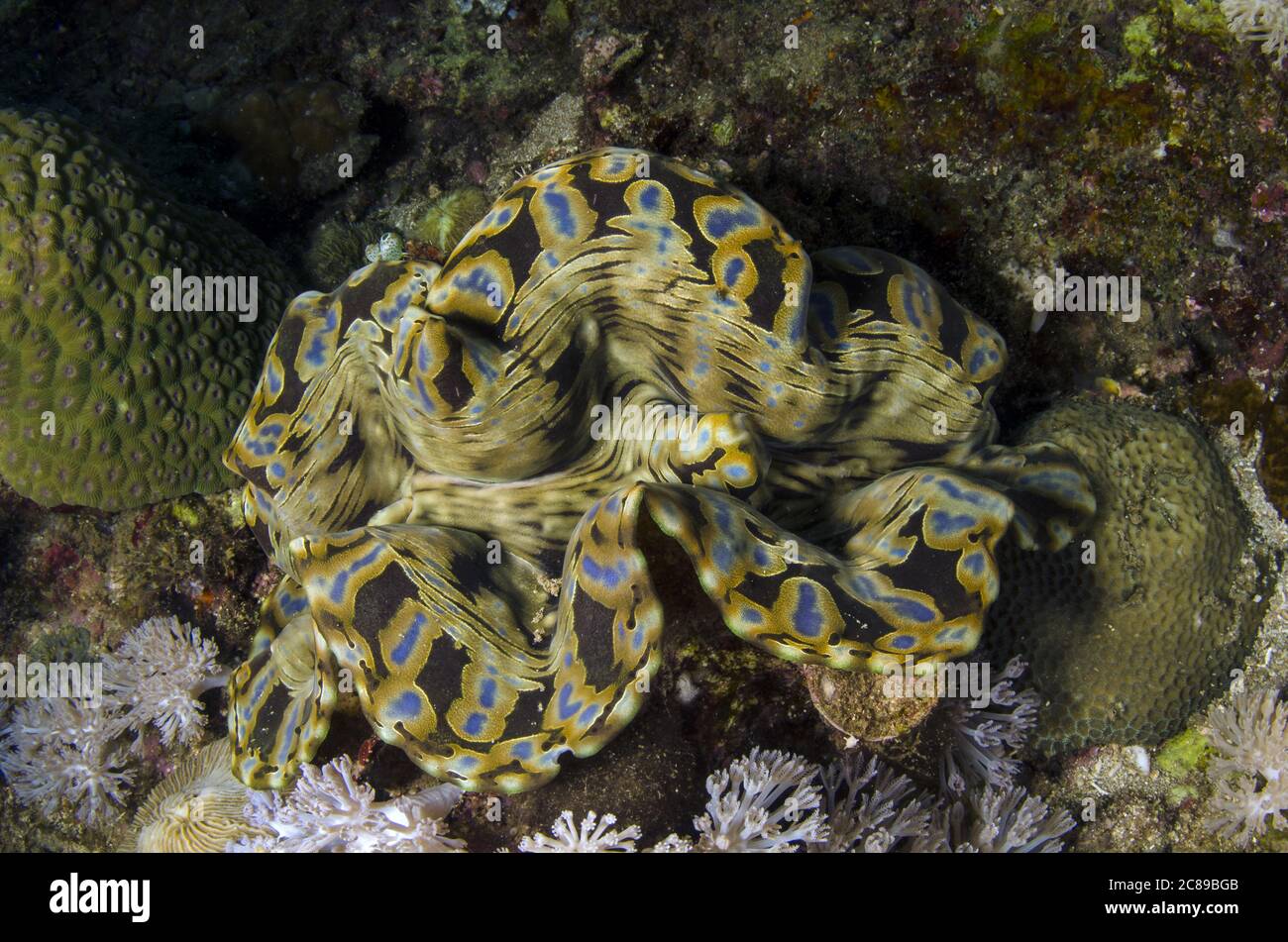 Giant clam, Tridacna squamosa, Cardiidae, Anilao, Batangas, Philippines, Indo-pacific Ocean, Asia Stock Photo