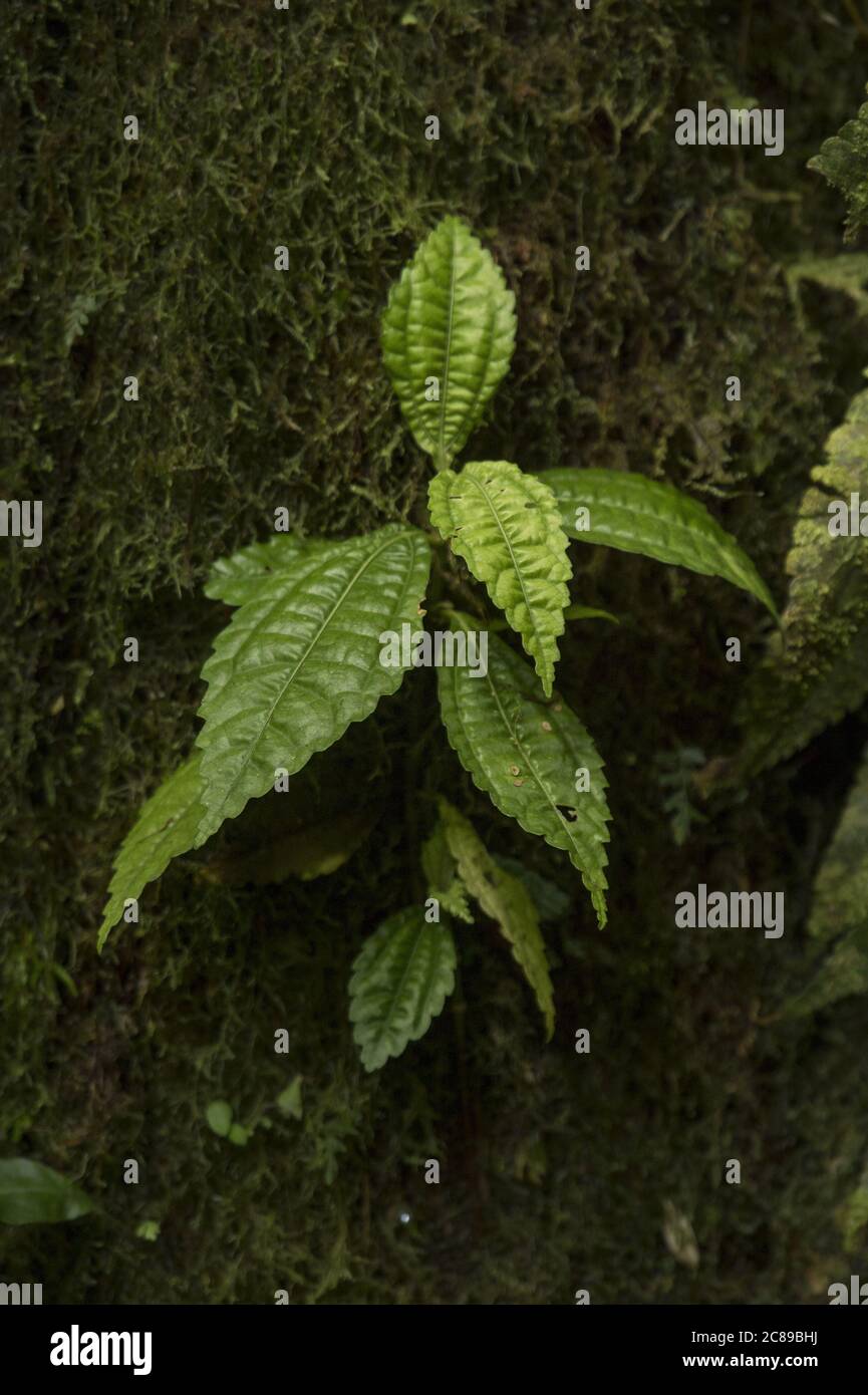Soapbush or Koster's curse, Clidemia hirta, Melastomataceae, Monteverde Cloud Forest Reserve, Costa Rica, Centroamerica Stock Photo