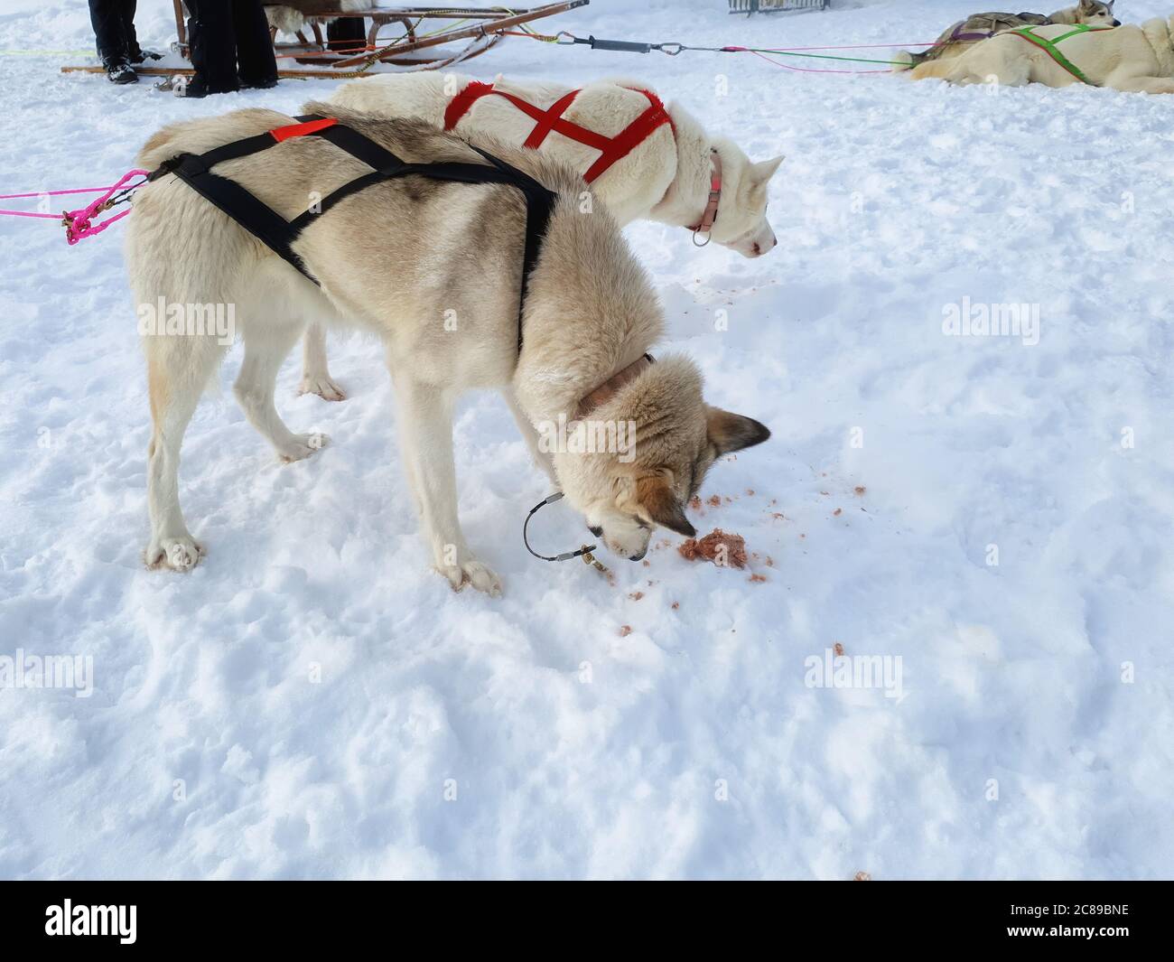 Two hungry sled dogs eat frozen fish meat from snow after running on a