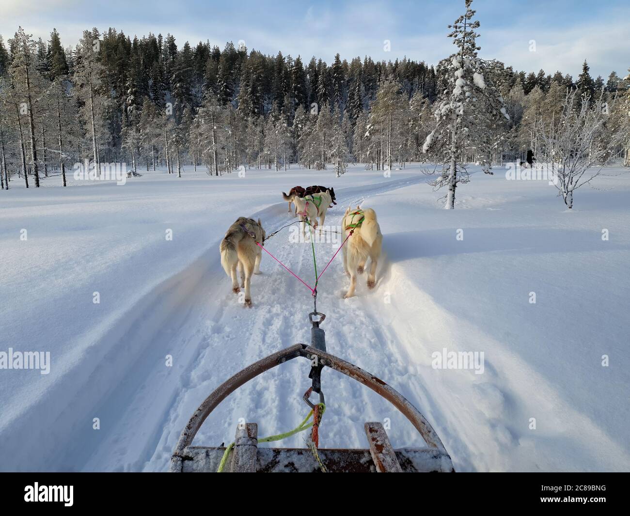 A team of five husky sled dogs running on a snowy wilderness road in ...