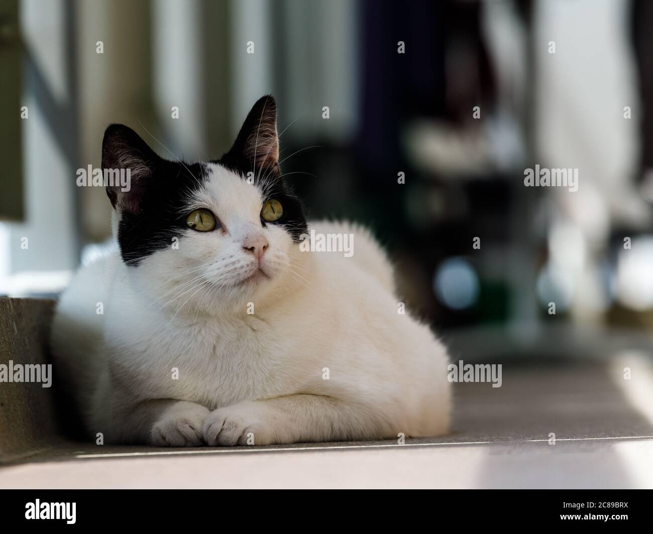 Cat noticed a movement and looks up to see what it is. Stock Photo