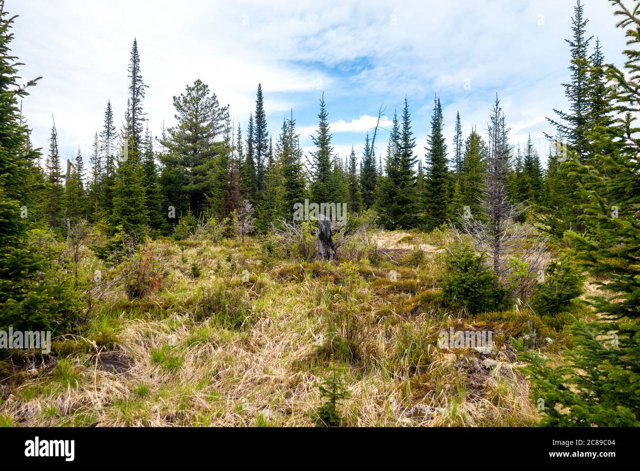 A picturesque overgrown forest glade with an old stump against the background of a spruce forest. Atmospheric coniferous trees in a mountain forest. Stock Photo