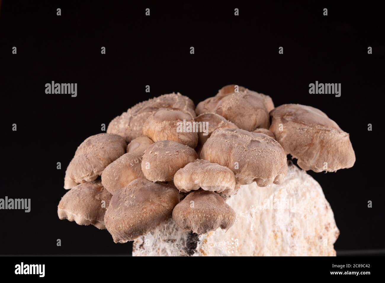 Shiitake Mushrooms on mycelium block. It is considered a medicinal