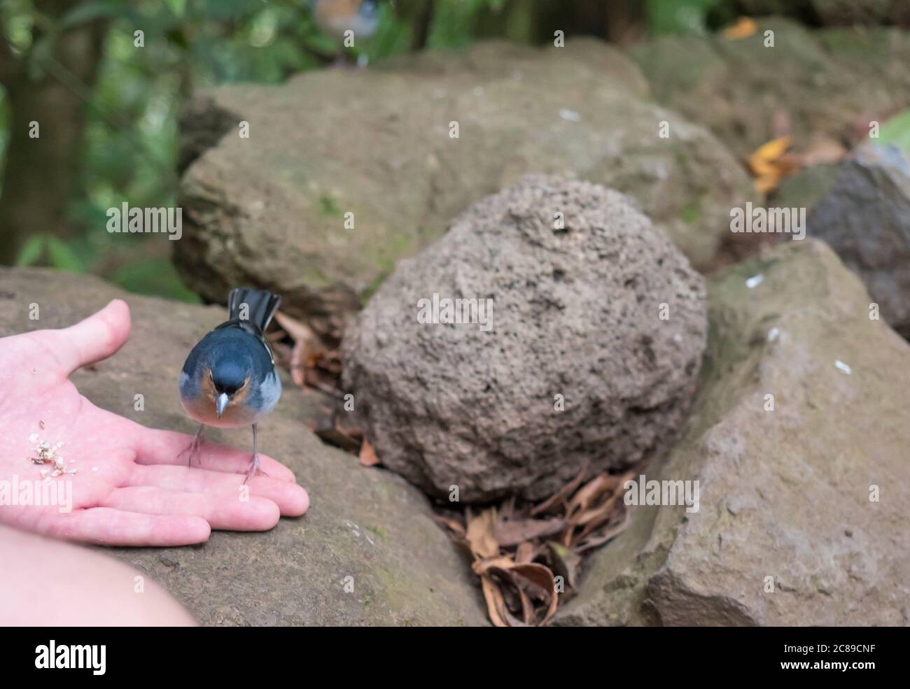 La Palma chaffinch, Fringilla coelebs palmae, Palman chaffinch male eating crumbs, feeding from man hand at lush subtropical forest at hiking trail Stock Photo