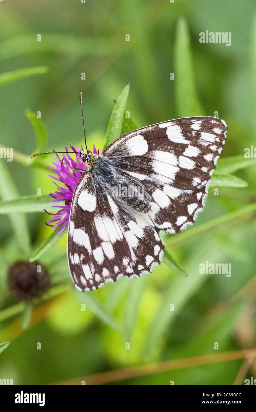 Marbled White,   (Melanargia galathea,)  feeding on knapweed. Stock Photo