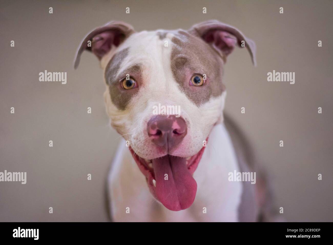 dog, pet, pitbull, puppy, pets dog face , dog close up, pitbull face Stock  Photo - Alamy
