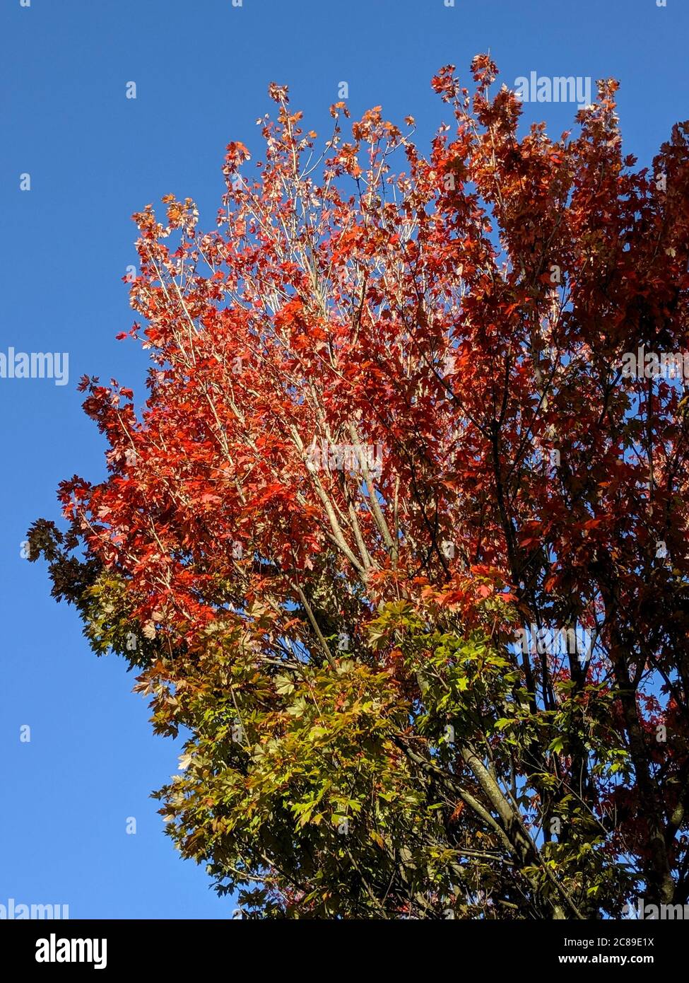 Vertical low angle shot of a tree with green and red leaves Stock Photo ...
