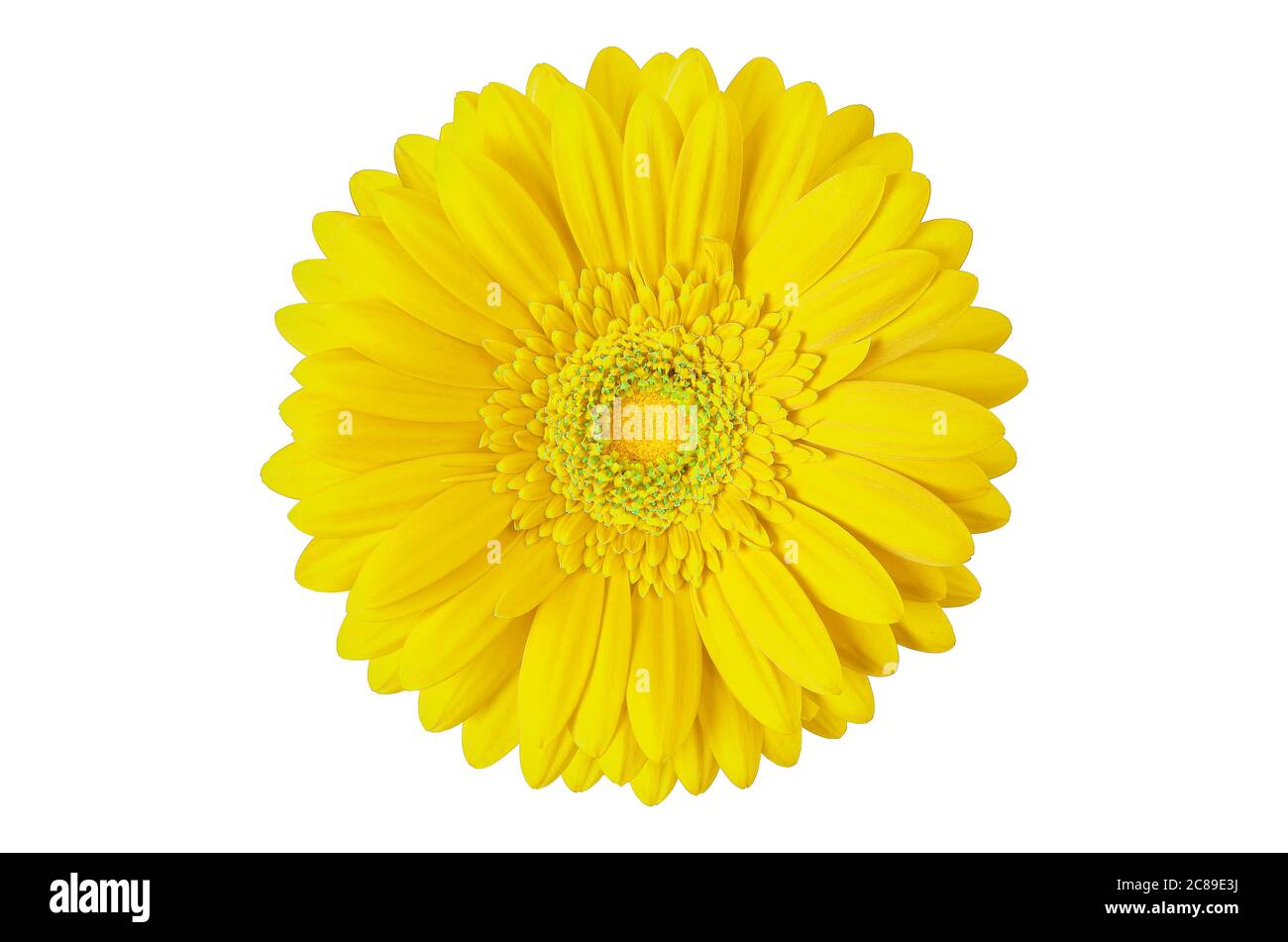 yellow gerbera flower isolated on white Stock Photo