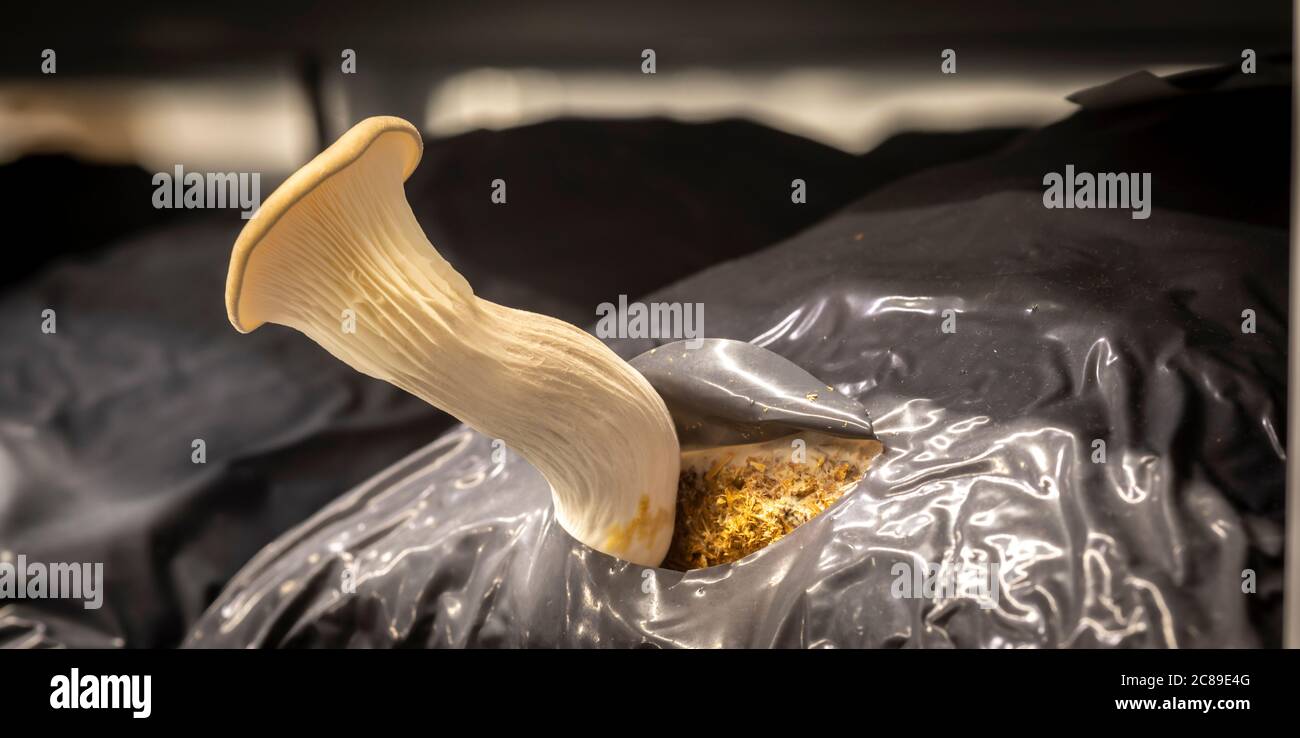 culture of oyster mushrooms Stock Photo