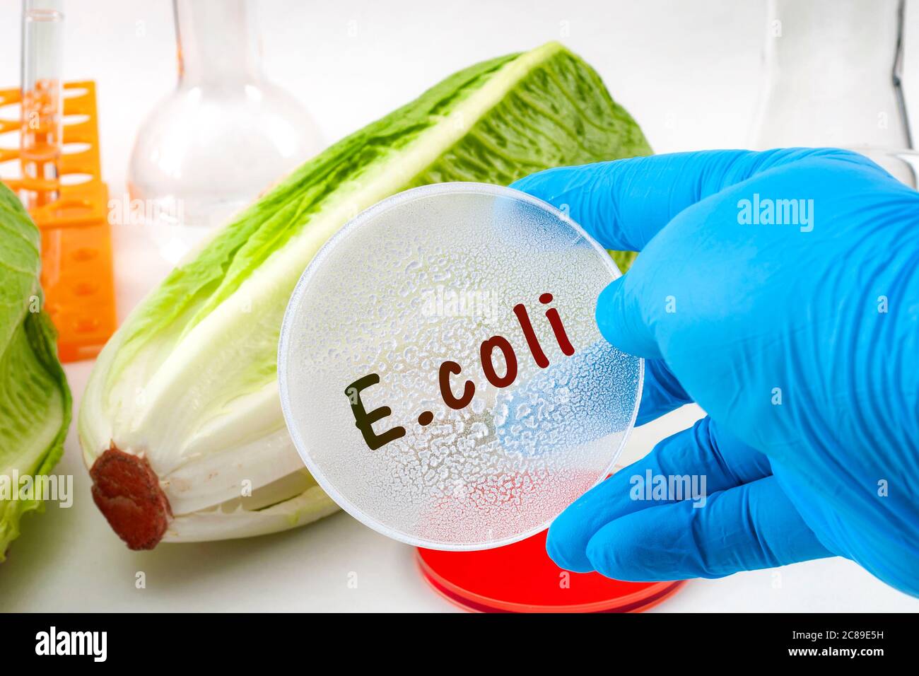 E. coli outbreak concept theme with scientist testing romaine lettuce for Escherichia coli bacteria in a lab, surrounded by chemistry flask and test t Stock Photo