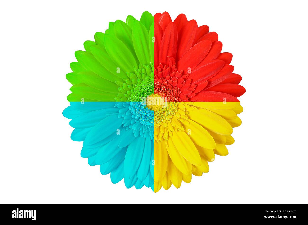 multi colored gerbera flower isolated on white Stock Photo