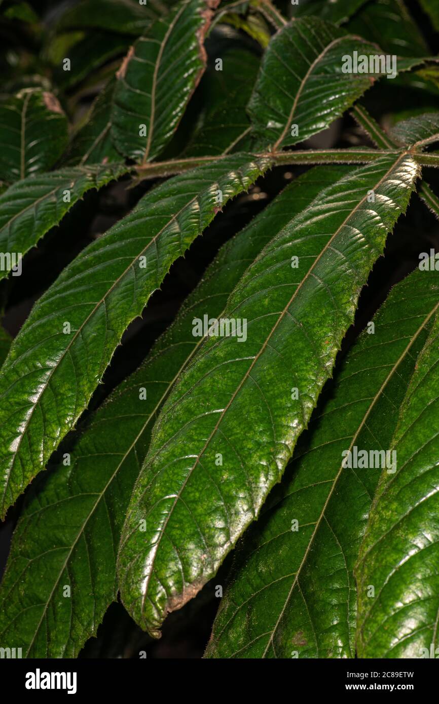 Leaves of Davidson's Plum (Davidsonia pruriens) Stock Photo