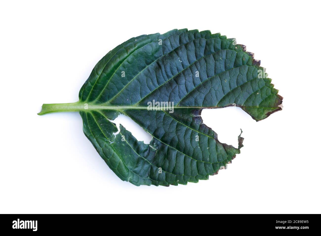 Hydrangea Leaf With Holes Eaten By Caterpillar Or Other Pests On White Background. Stock Photo