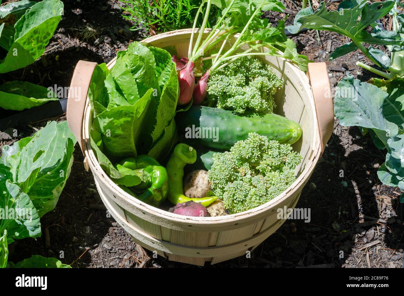 Fresh garden vegetable harvest hod with broccoli, romaine, cuke, radish, potatoes & peppers Stock Photo