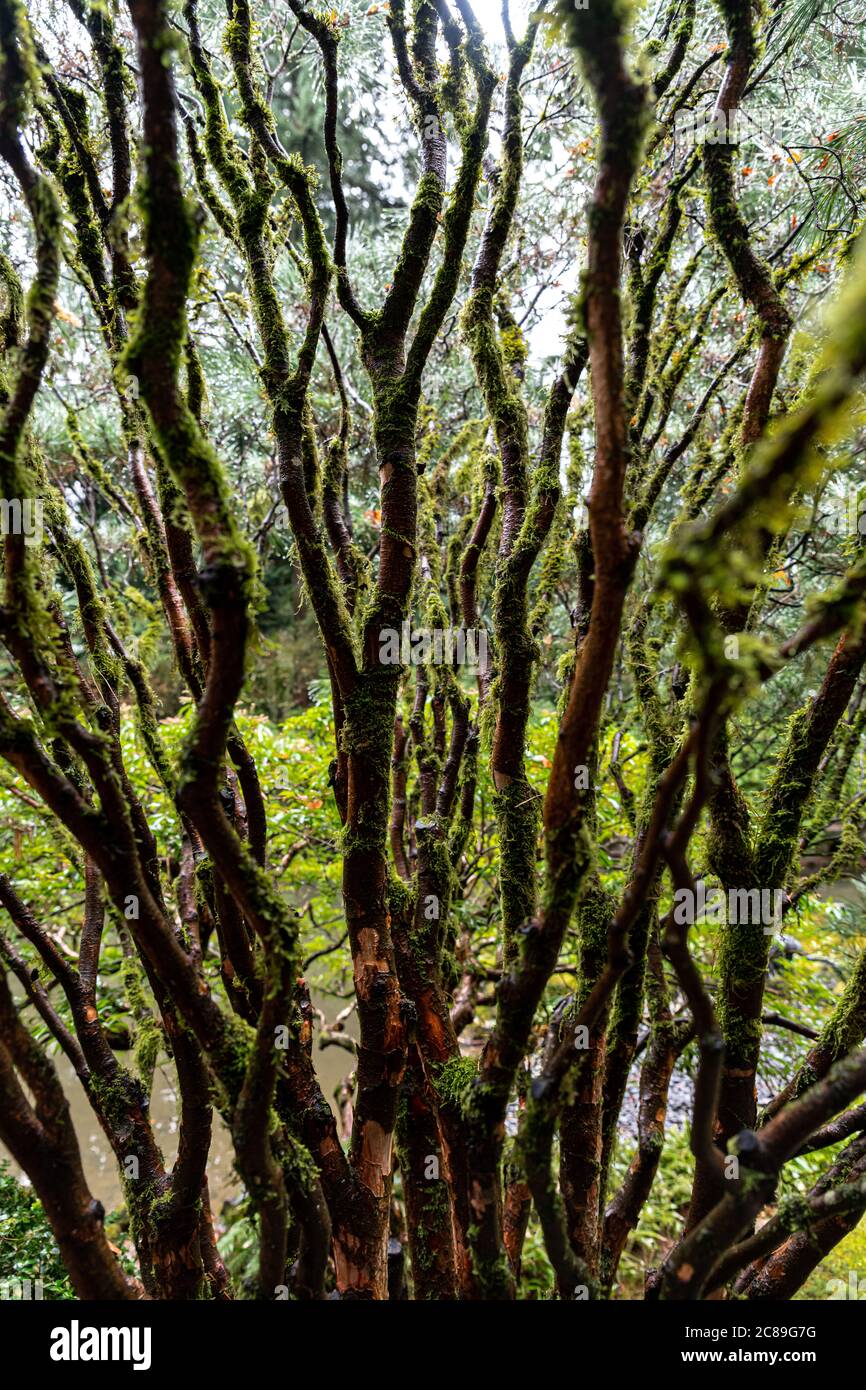 Tree Branches in a Japanese Garden, Portland, OR Stock Photo