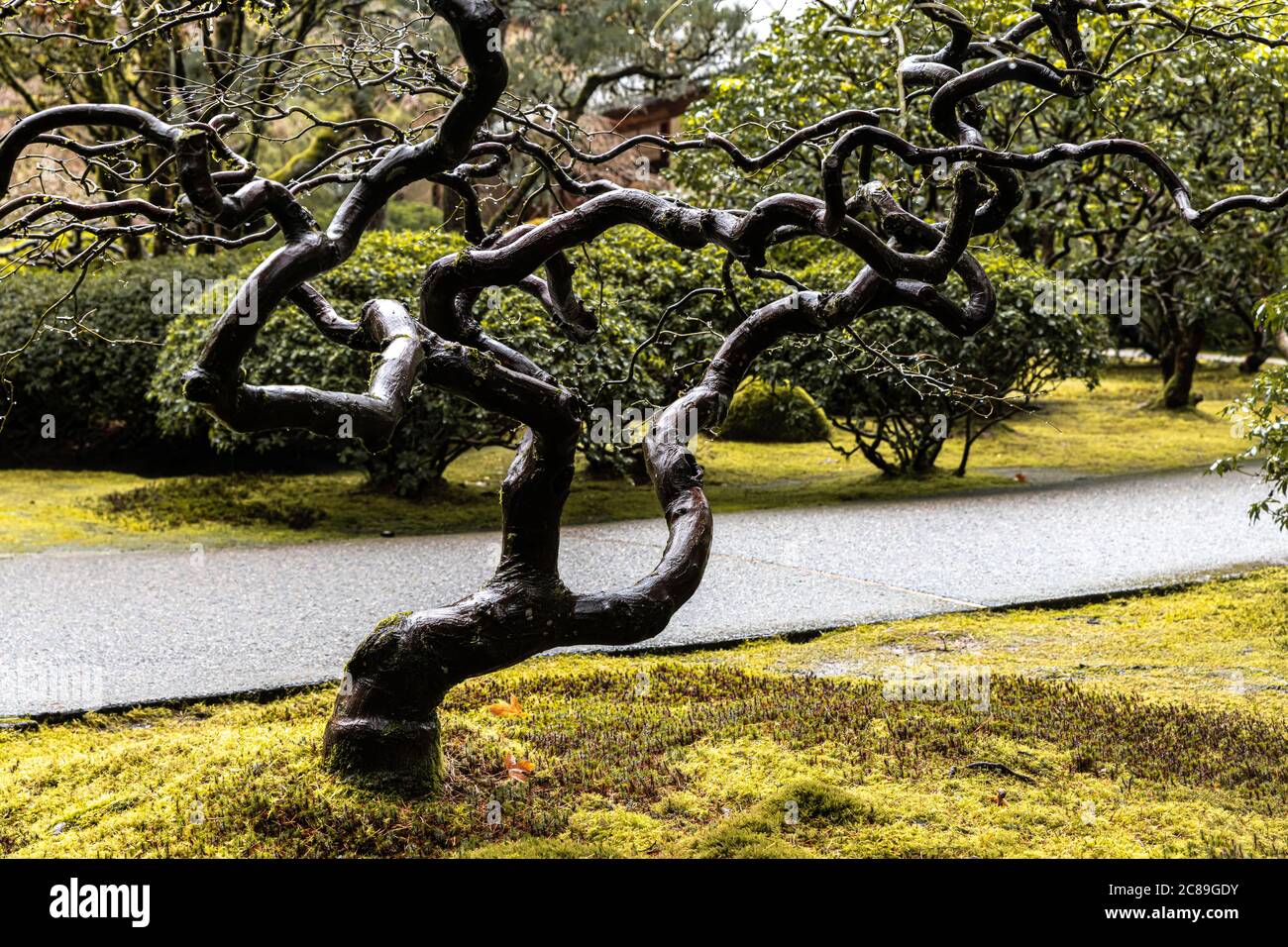 tree-in-fall-in-a-japanese-garden-stock-photo-alamy