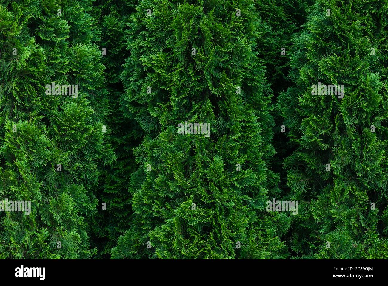 thuja hedge green texture background Stock Photo