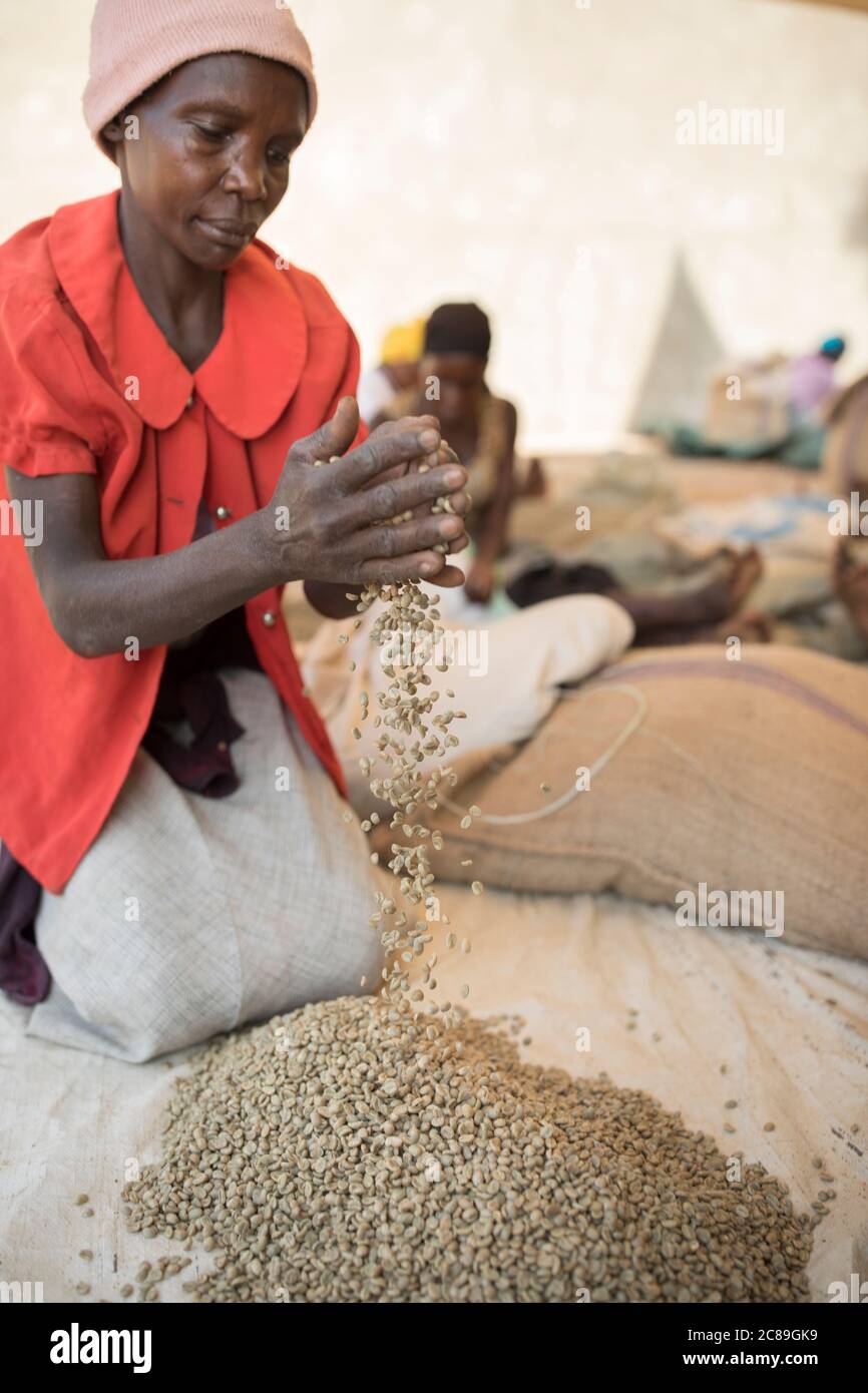 A woman worker quality sorts and bags dried coffee beans by hand at a coffee farmer's cooperative warehouse in Mbale, Uganda, East Africa. Stock Photo