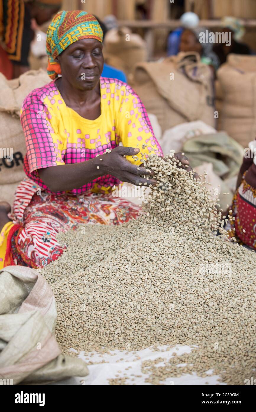 A woman worker quality sorts and bags dried coffee beans by hand at a coffee farmer's cooperative warehouse in Mbale, Uganda, East Africa. Stock Photo