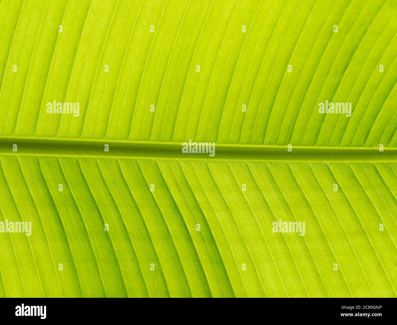green leaf close up background texture banana Stock Photo