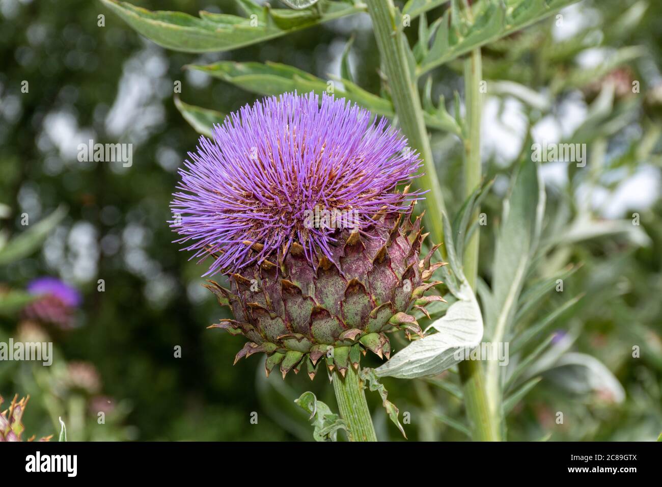 Rennet plant hi-res stock photography and images - Alamy