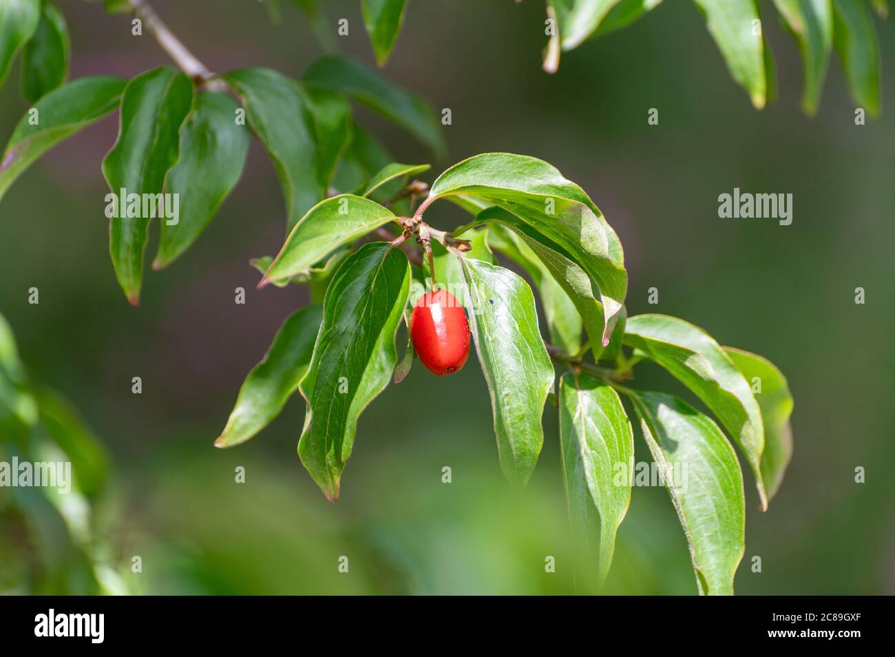 Botanical collection of medicinal plants and herbs, red berries of ...