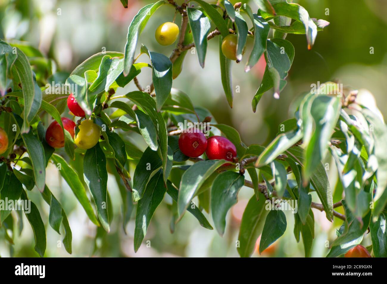 Botanical collection of medicinal plants and herbs, red berries of ...