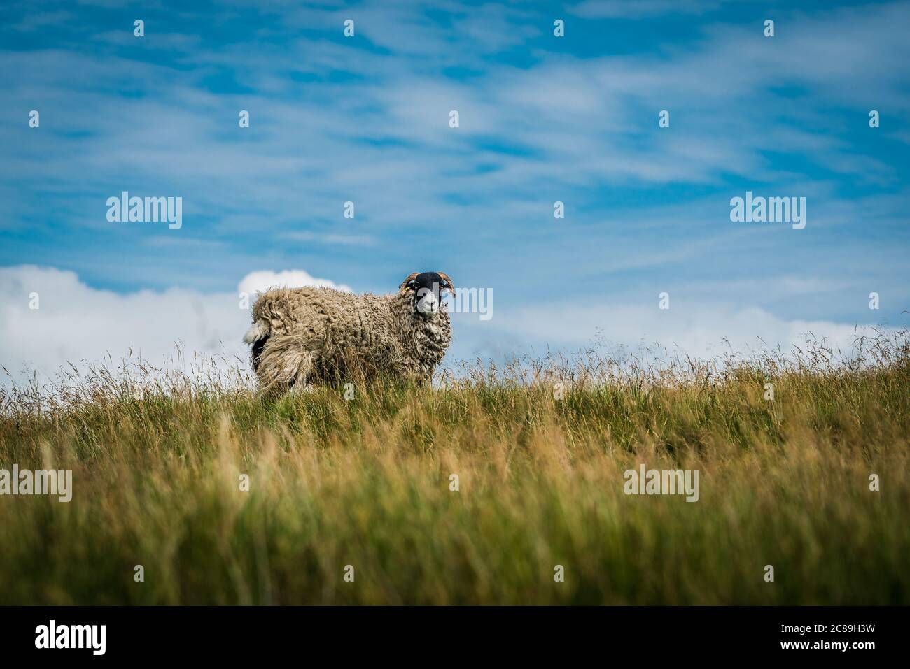 A Swaledale ewe, Chipping, Preston, Lancashire, UK Stock Photo