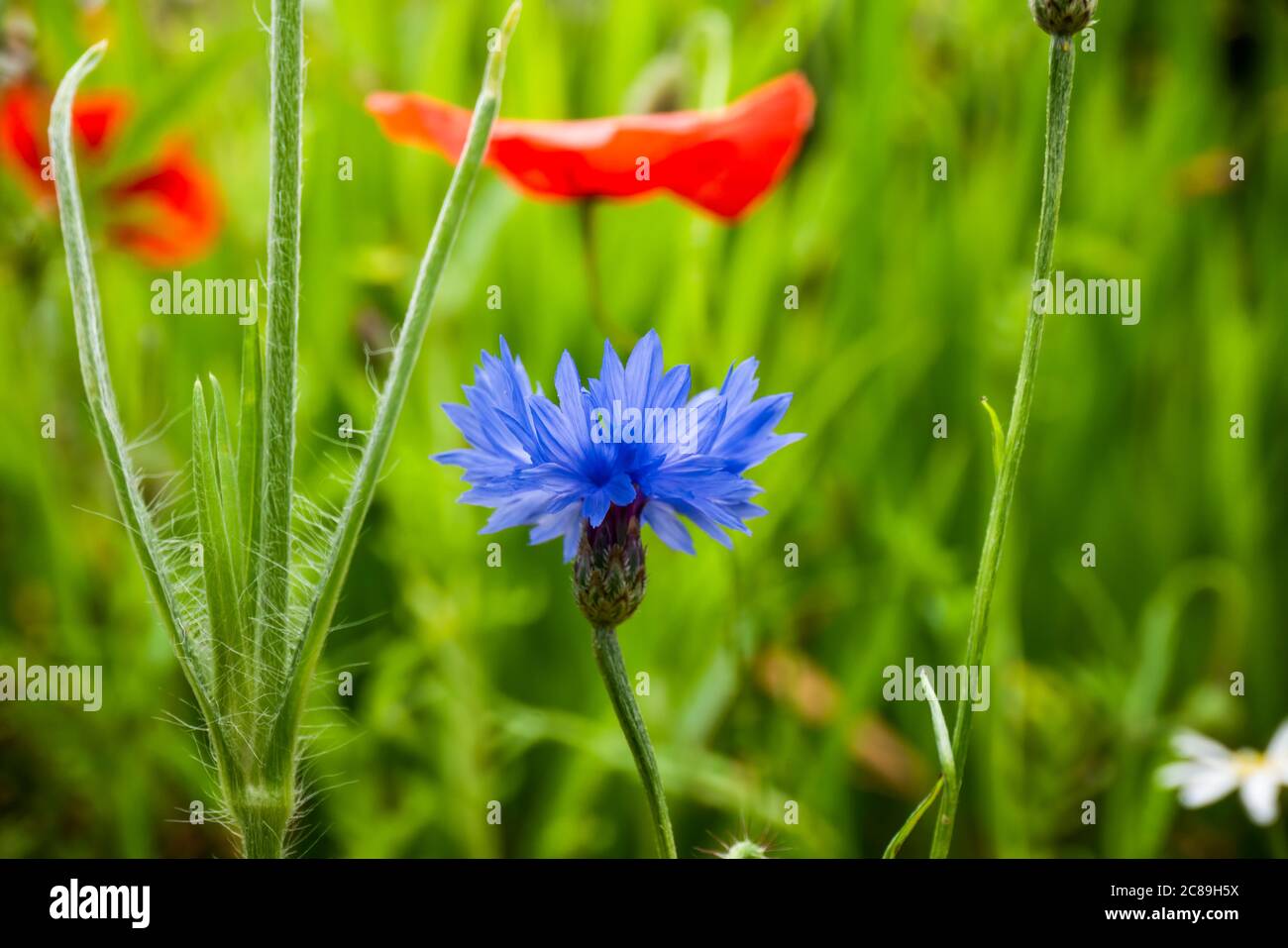 Cornflower wildflower hires stock photography and images Alamy