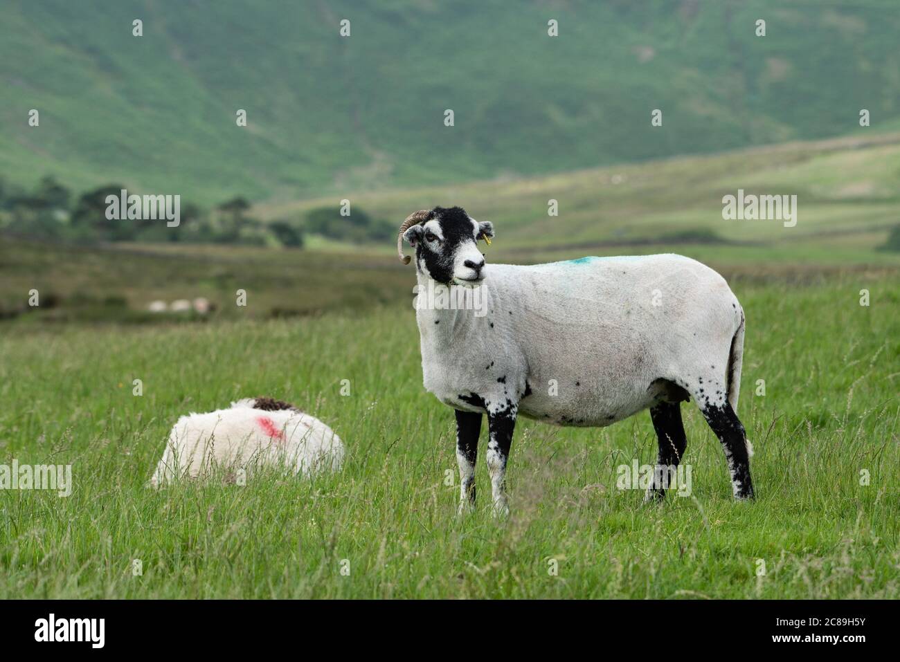 A Swaledale ewe and lamb, Chipping, Preston, Lancashire, UK Stock Photo