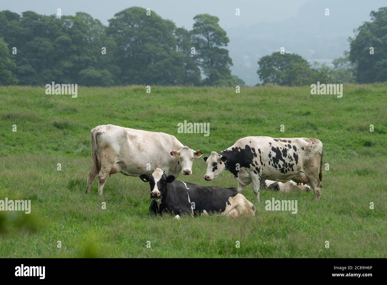 Holstein dairy cows in a field, Chipping, Preston, Lancashire. UK. Stock Photo
