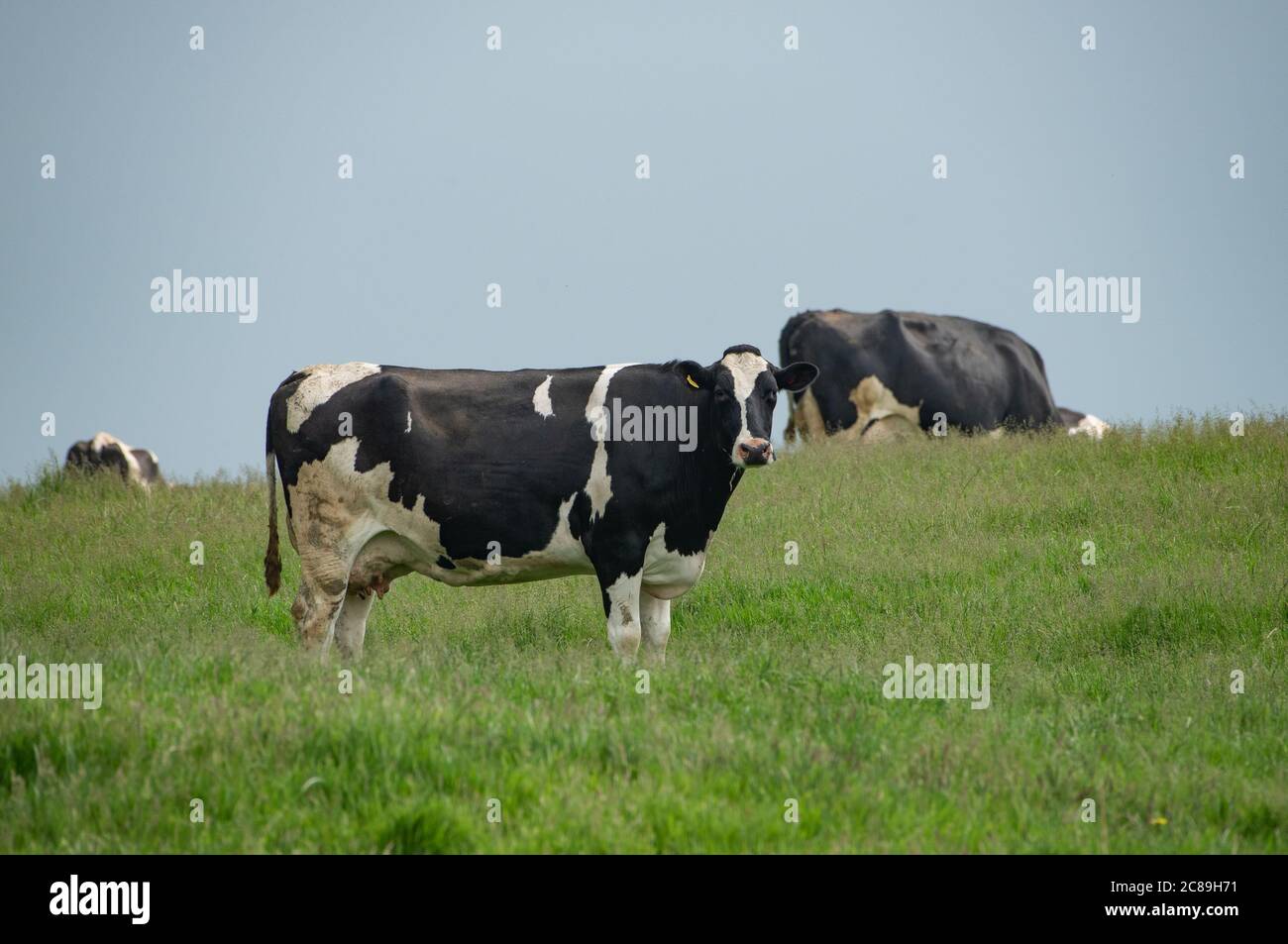Holstein cow hi-res stock photography and images - Alamy