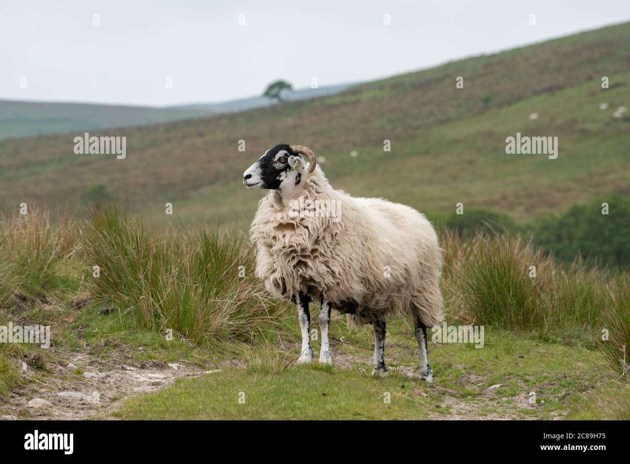 A Swaledale ewe, Chipping, Preston, Lancashire, UK Stock Photo